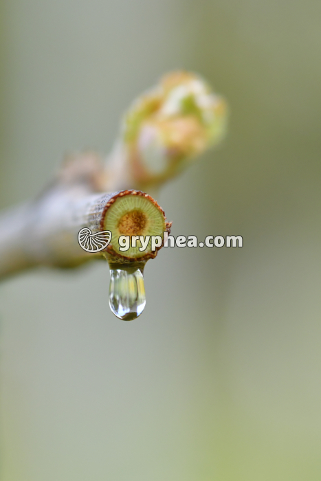 Vigne qui pleure - gryphea.com